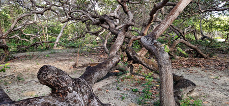 The world's largest cashew tree with many branches at Natal, Rio Grande do Norte in Brazil.