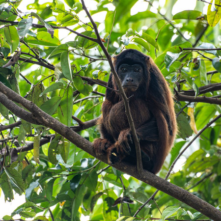Howler monkey, Alouatta discolor on a tree in the brazilian jungle at Ilha das Canarias in Brazil....