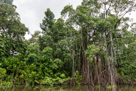 Boat trip on the Preguica River from Barreirinhas, Lencois Maranhenses to Atins, Brazil. The...