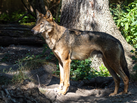 The wolf, Canis lupus, also known as the grey wolf or timber wolf is a canine native to the...