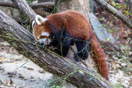 The red panda, Ailurus fulgens, also called the lesser panda and the red cat-bear.