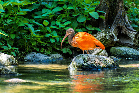 The Scarlet ibis, Eudocimus ruber is a species of ibis in the bird family Threskiornithidae. It...