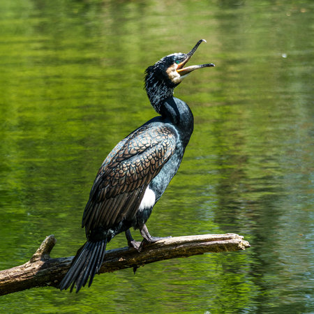 The great cormorant, Phalacrocorax carbo known as the great black cormorant across the Northern...