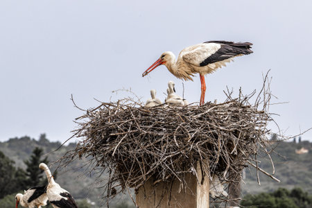 The fascinating White Storks, Ciconia ciconia at Odiaxere in the Algarve region, District Faro in...