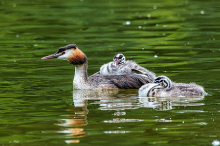 Family of Great Crested Grebe, Podiceps cristatus with beautiful colors, a water bird with red eyes....