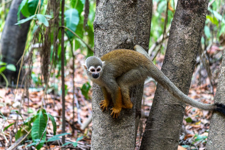 Guianan squirrel monkey, Saimiri sciureus at the sloth path on the Jari Canal at Alter do Chao,...