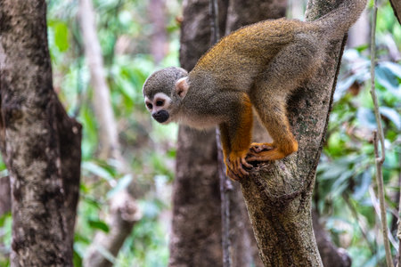 Guianan squirrel monkey, Saimiri sciureus at the sloth path on the Jari Canal at Alter do Chao,...