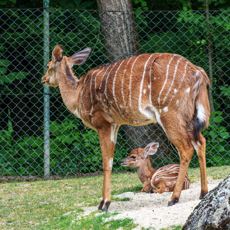 Family of Nyala Antelope. Tragelaphus angasii is a spiral-horned antelope native to Southern Africa. It is a species of the family Bovidae and genus Nyala, also in the genus Tragelaphus.の写真素材