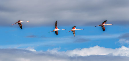Flying Greater Flamingo, Phoenicopterus roseus in the Ornithological park of Pont de Gau in Camargue regional national park in Saintes Maries de la Mer in Franceの写真素材