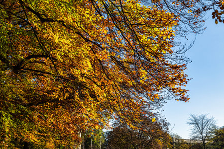 Golden autumn view in famous Munich relax place - Englischer Garten. English garden with fallen...