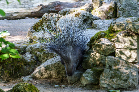 The Indian crested Porcupine, Hystrix indica or Indian porcupine, is a large species of hystricomorph rodent belonging to the Old World porcupine family, Hystricidaeの写真素材