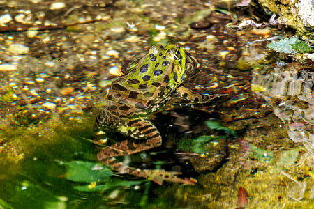 Common frog, Rana temporaria, single reptile croaking in water, also known as the European common...