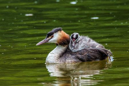 Family of Great Crested Grebe, Podiceps cristatus, a water bird with red eyes. It is the largest...