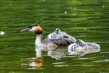Family of Great Crested Grebe, Podiceps cristatus with beautiful colors, a water bird. It is the...