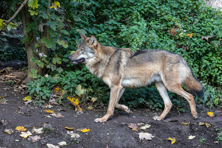 The wolf, Canis lupus, also known as the grey wolf or timber wolf is a canine native to the...