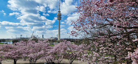 Munich, Germany - Apr 02, 2025: Cherry blossoms in Munich in Germany. Pink cherry blossoms with a blue and cloudy sky background. Spring in Germany.のeditorial素材