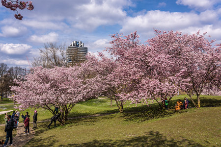 Munich, Germany - Apr 02, 2025: Cherry blossoms in Munich in Germany. Pink cherry blossoms with a blue and cloudy sky background. Spring in Germany.のeditorial素材