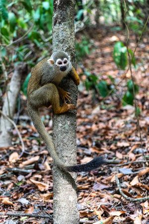 Guianan squirrel monkey, Saimiri sciureus at the sloth path on the Jari Canal at Alter do Chao,...