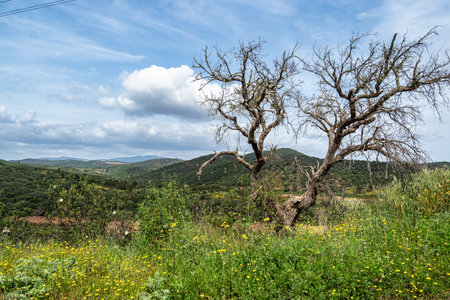 Landscape view of Odiaxere in Portugal, Europe in the springの写真素材
