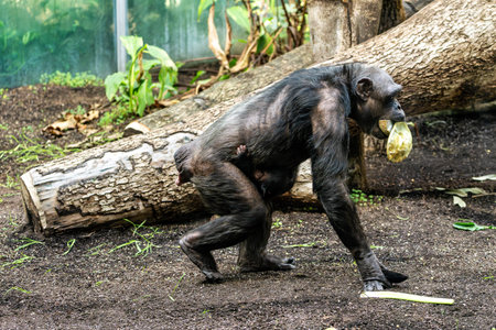 Common Chimpanzee, Pan troglodytes, popular great ape from African forests and woodlands, Kibale...