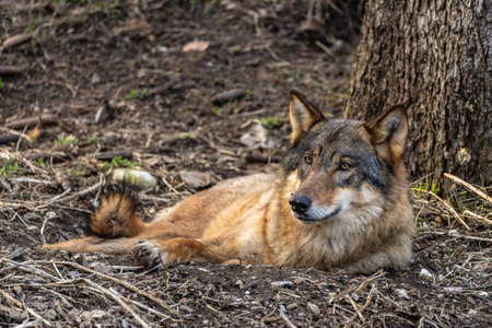 The wolf, Canis lupus, also known as the grey wolf or timber wolf is a canine native to the...