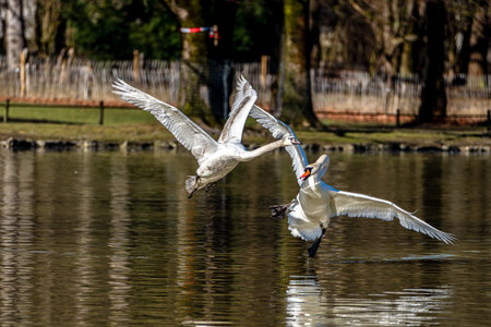 The Mute swan, Cygnus olor is a species of swan and a member of the waterfowl family Anatidae. Here flying over a lake in the English Garden in Munich, Germanyの写真素材