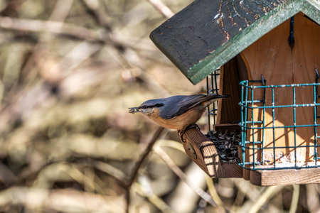 Closeup of a Eurasian nuthatch or wood nuthatch bird, Sitta europaea perched on a branch, foraging...