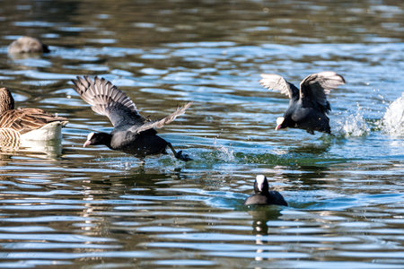 Eurasian coot, Fulica atra chasing each other by running across the water. Also known as the common...