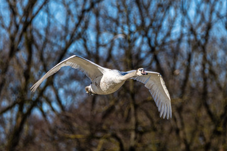 The Mute swan, Cygnus olor is a species of swan and a member of the waterfowl family Anatidae. Here flying over a lake in the English Garden in Munich, Germanyの写真素材