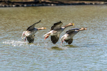 The greylag goose, Anser anser is a species of large goose in the waterfowl family Anatidae and the type species of the genus Anser. Here flying in the air.の写真素材