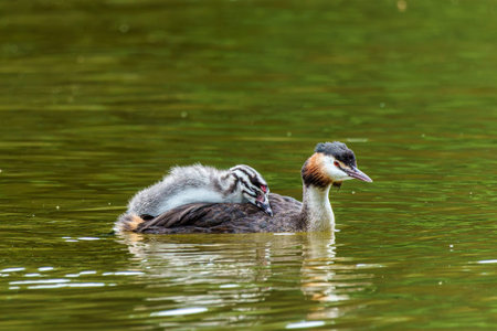 Family of Great Crested Grebe, Podiceps cristatus, a water bird. It is the largest member of the...