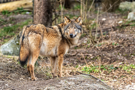 The wolf, Canis lupus, also known as the grey wolf or timber wolf is a canine native to the...