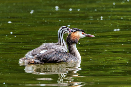 Family of Great Crested Grebe, Podiceps cristatus with beautiful orange colors, a water bird with...