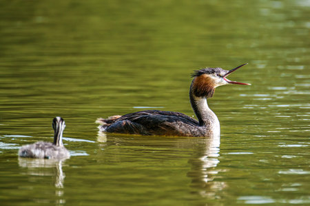 Family of Great Crested Grebe, Podiceps cristatus with beautiful orange colors, a water bird with...