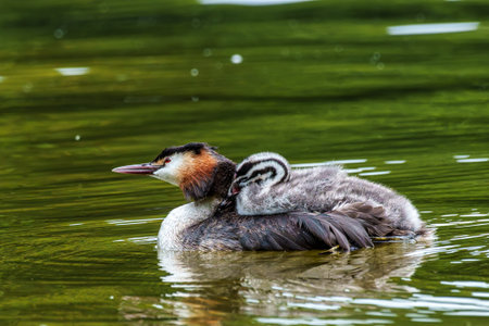 Family of Great Crested Grebe, Podiceps cristatus with beautiful orange colors, a water bird with...