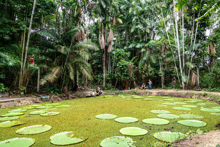 Manaus , Brazil - Dec 26, 2025: Victoria amazonica flower at Museu da Amazonia, MUSA in Manaus, Brazil. The largest of the water lily family Nymphaeaceaeのeditorial素材