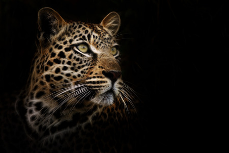 Leopard Portrait の写真素材