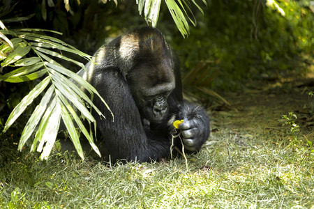 gorillaの写真素材