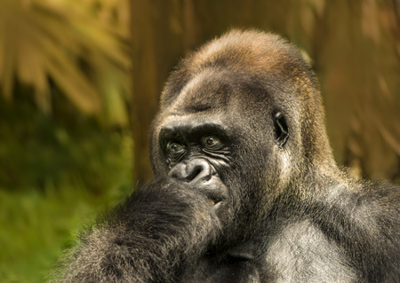 gorilla headの写真素材