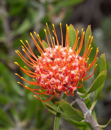 Protea flowerの写真素材