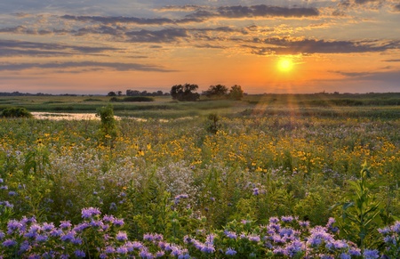Sunshine over the flower field - Sunshine over a wild flower field in Illinois の写真素材
