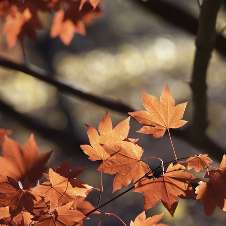 The Red Leaves - Red leaves in the fall season at Morton Arboretum, Illinois 