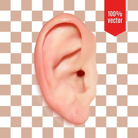 Realistic ear. Isolated vector illustration on white backroundのイラスト素材