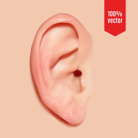 Realistic ear. Vector illustration on white backroundのイラスト素材