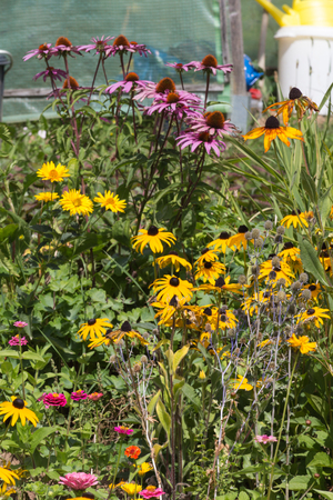 on a very sunny day in june in south germany you see details and colors of cottage country flowers in garden ambiance of farmhouse with great orange red and pink and blue colorsの写真素材