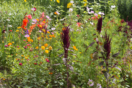 on a very sunny day in june in south germany you see details and colors of cottage country flowers in garden ambiance of farmhouse with great orange red and pink and blue colorsの写真素材
