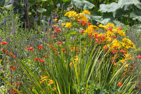 on a very sunny day in june in south germany you see details and colors of cottage country flowers in garden ambiance of farmhouse with great orange red and pink and blue colorsの写真素材