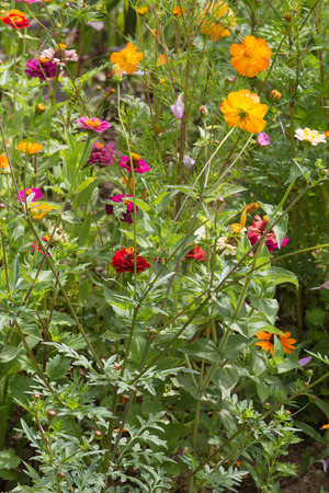 on a very sunny day in june in south germany you see details and colors of cottage country flowers in garden ambiance of farmhouse with great orange red and pink and blue colorsの写真素材