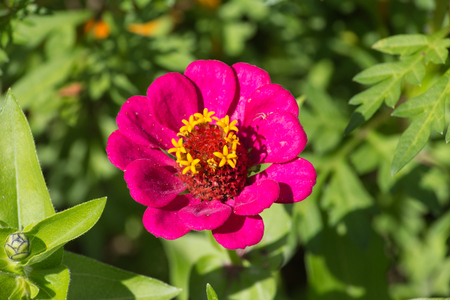 on a very sunny day in june in south germany you see details and colors of cottage country flowers in garden ambiance of farmhouse with great orange red and pink and blue colorsの写真素材