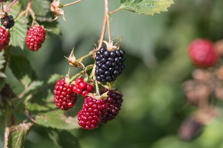 on a very sunny day in july in south germany cottage garden you see  delicious red and black berries...